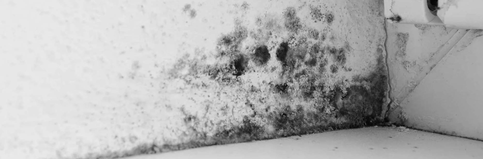 Blog Banner: How dangerous is black mould, and why do I have it?